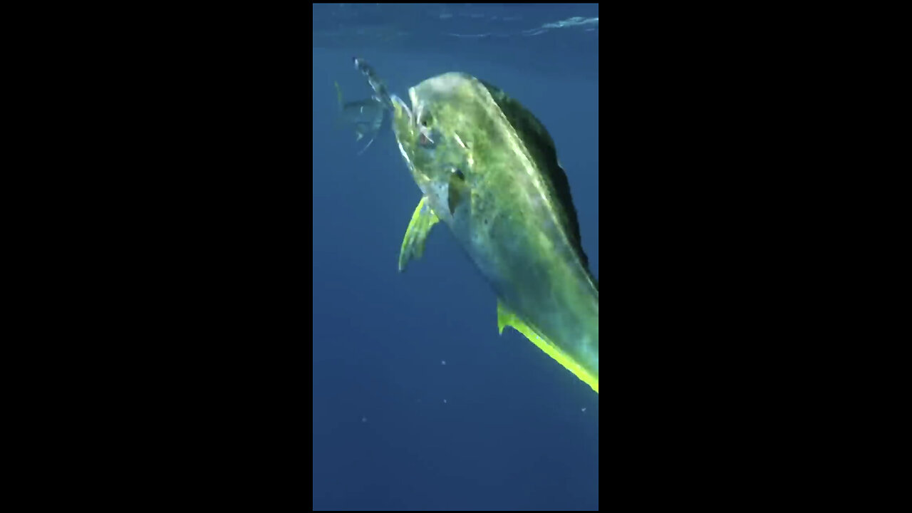 Flaying fish