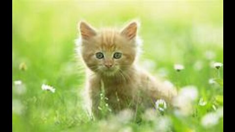 OMG So Cute Cats ♥ Best Funny Cat Videos ever