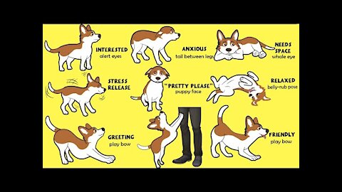 Dogs Language Explained: How to Understand Your Dog Better