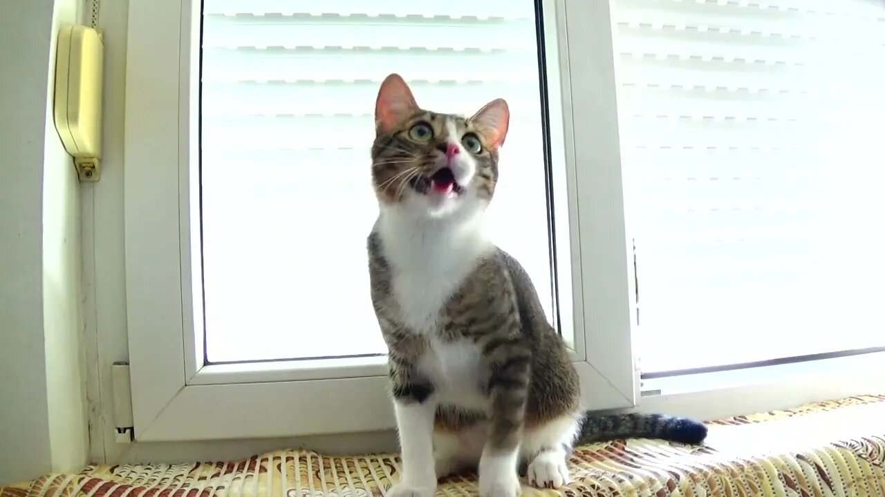 Funny Kitten Falls off the Window Sill while Playing