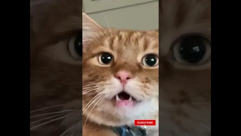 Funny Cats #shorts Heart Breaking Reaction.