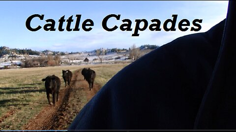 Cattle Capades - Bumper Crop of Calves