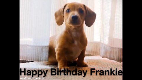 Happy Birthday Frankie