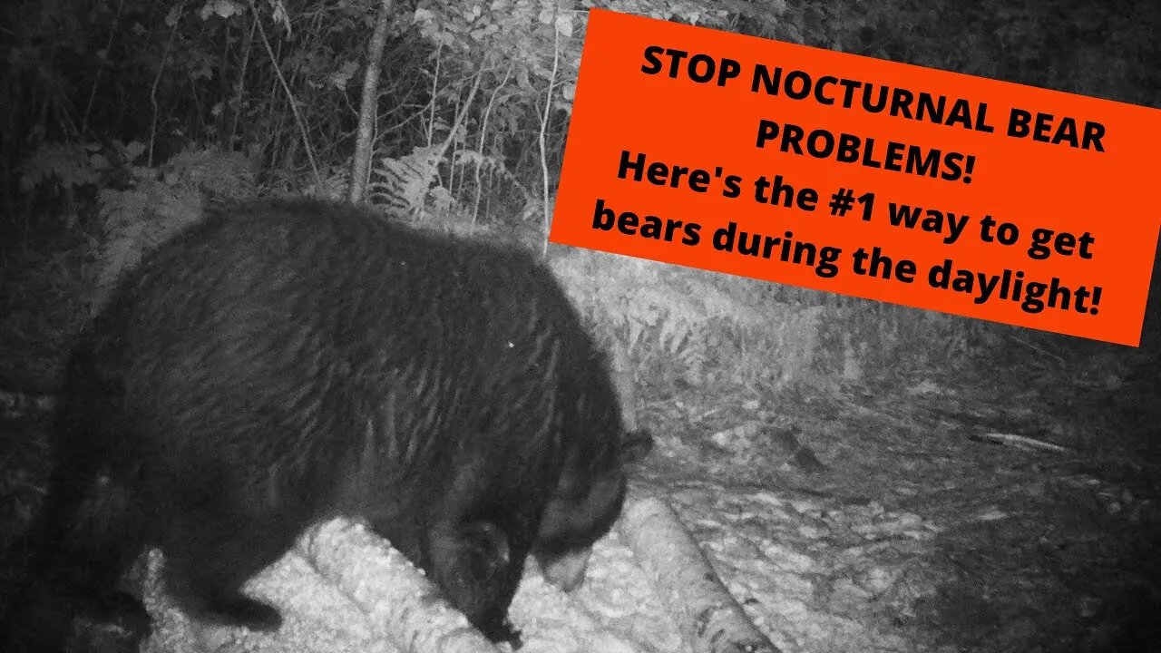 Bear Hunting's #1 reason for Nocturnal Bears