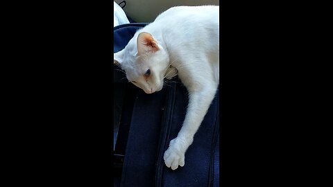 cat life