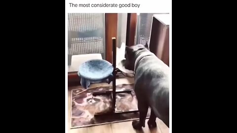 the most considerate good boy