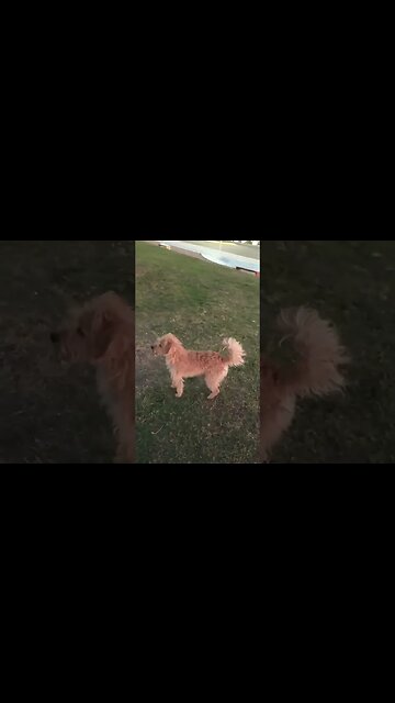 El canto de los pájaros, Centro de Barrio "El Hongo", #tacuarembó #uruguay (14/12/2022)