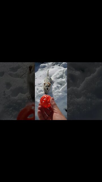 Ares trained for "search"