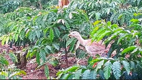 Seriema em busca de comida ave cariamiforme, Cariamidae.