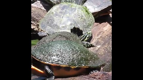 Turtles in Florida