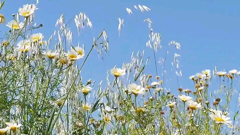 nature flowers