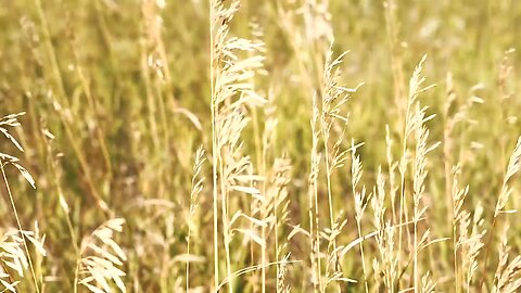 Raw Full HD Free to use video download link in discription- Farming land