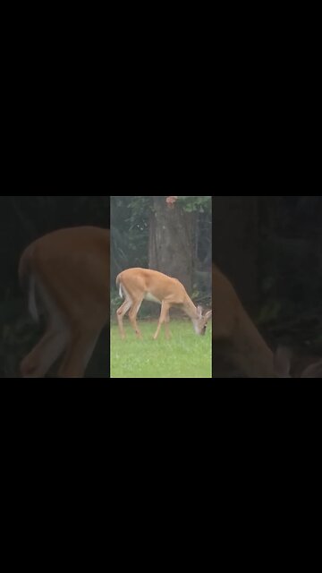 Buck eating grass by the creek.