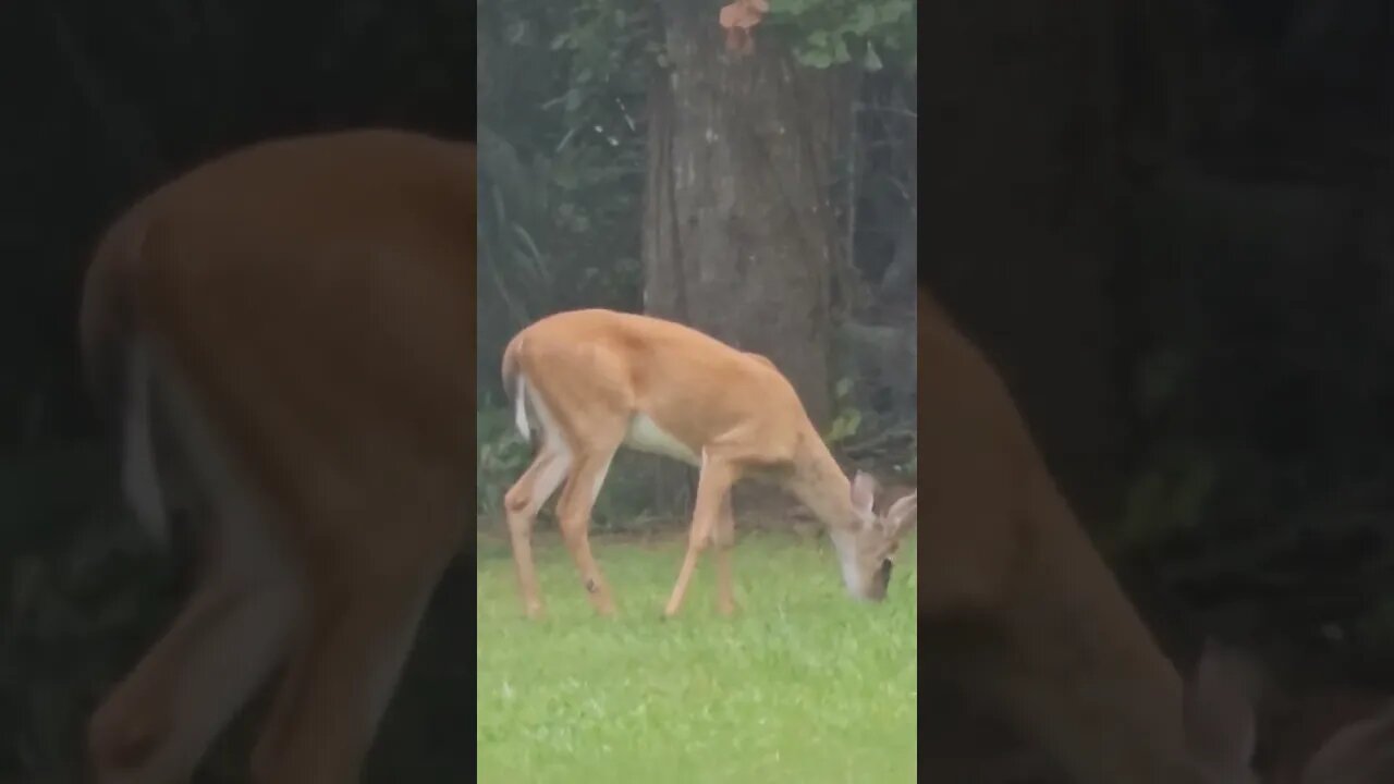 Buck eating grass by the creek.