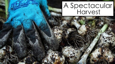 An Unexpectedly Amazing Garden Harvest