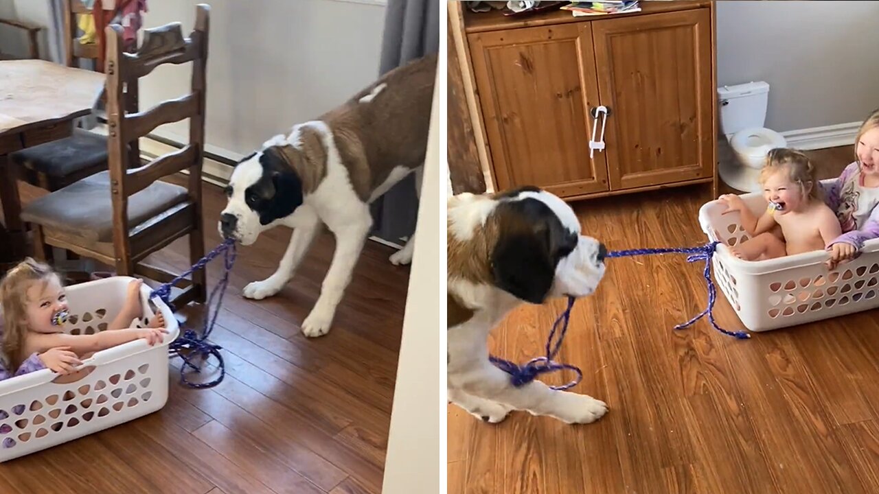 Big Doggy Takes Kids For Laundry Basket Ride