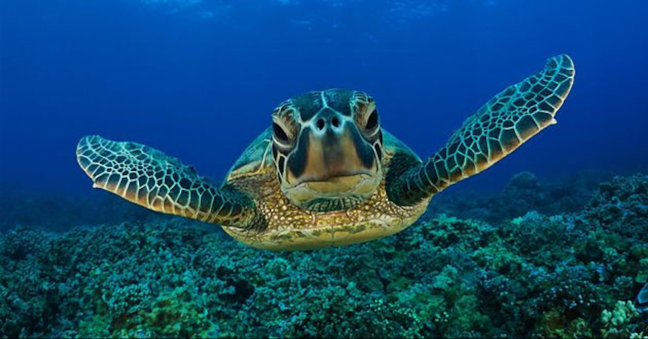 Scenes of beautiful sea creatures.