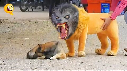 Funny Prank Dog Fake Lion and Fake Tiger Prank To dog Huge Box Prank