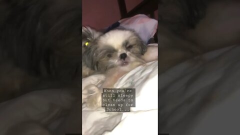 My Shih Tzu Is Cleaning his Sister