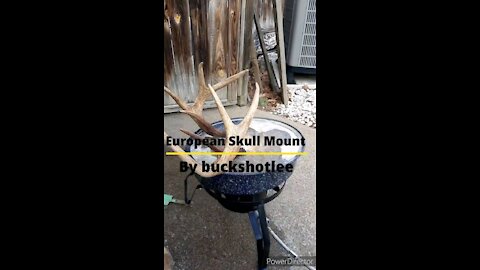 European Skull Mount