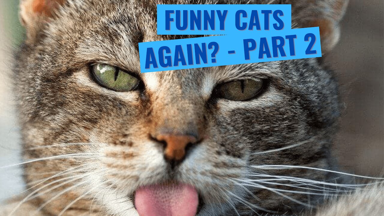 Funny Cats' Videos, Again!
