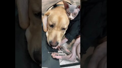 #shorts Смешные животные из Тик Ток 77 Funny animals from Tik Tok