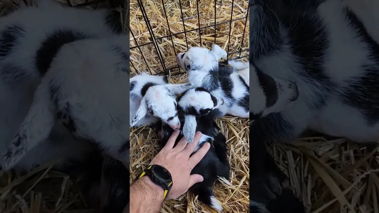 Daisy had Triplets!!! baby goat time. #farmlife #farm #goats #nigeriandwarf