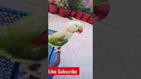 lovely Parrot