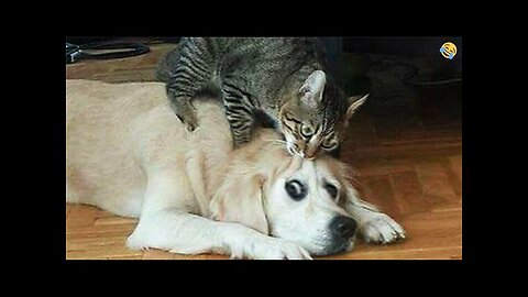 Cute cats, dogs funny animals #shorts #funnyanimals #dogs #cats #viralvideo