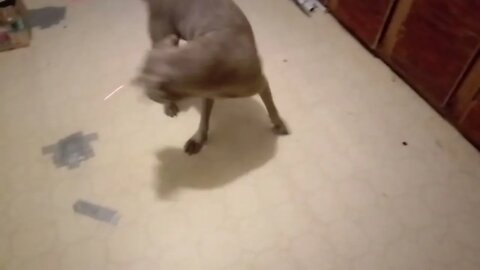 LAZER DOG