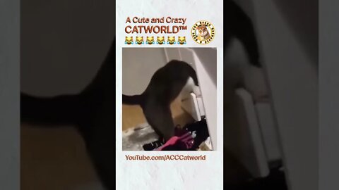 🙀 You Won’t Believe How This Cat DESTROYED This Furniture… (#243) #Shorts