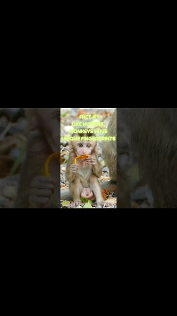 👀3 Interesting Facts About Monkeys You Don't Know 👀#shorts