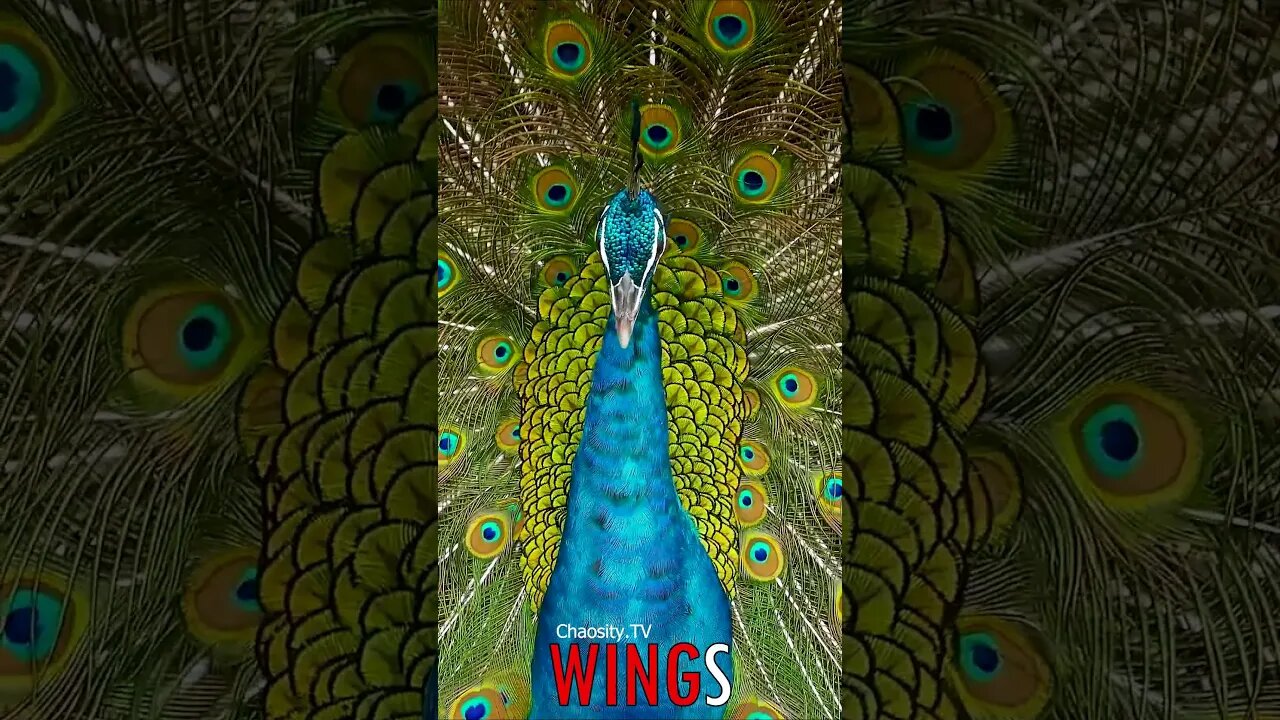 🐧 #WINGS - Awe-Inspiring Beauty: The Magnificent Display of a Male Peacock 🐦