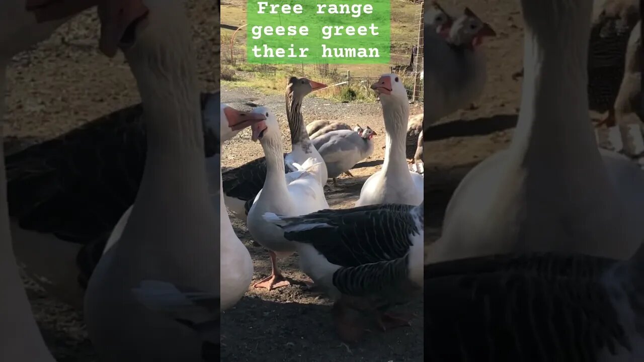 Cross beak gander with his free range family