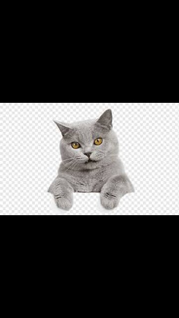 cat taking a shower😍😸