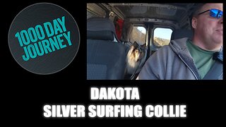 1000 Day Journey 0516 Dakota The Silver Surfing Collie