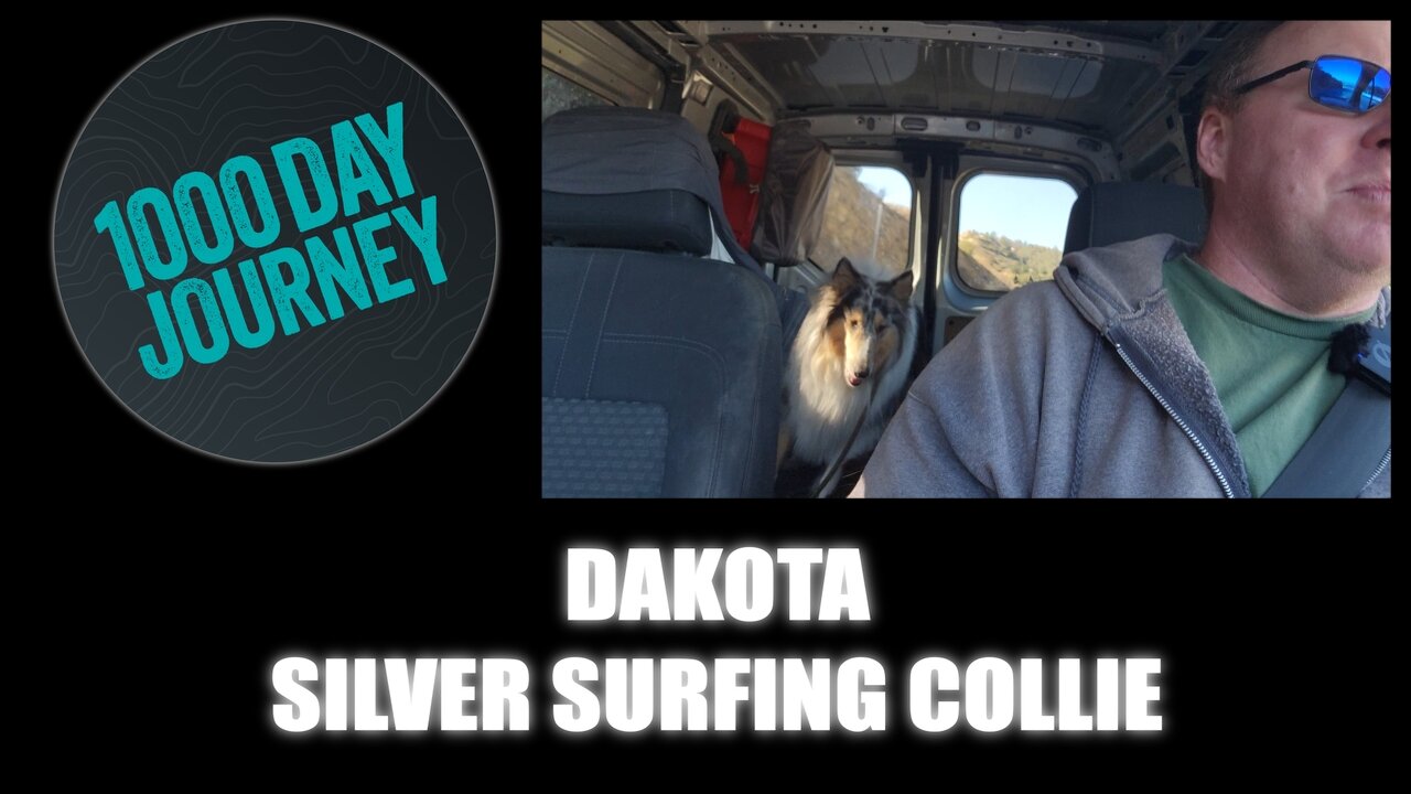 1000 Day Journey 0516 Dakota The Silver Surfing Collie