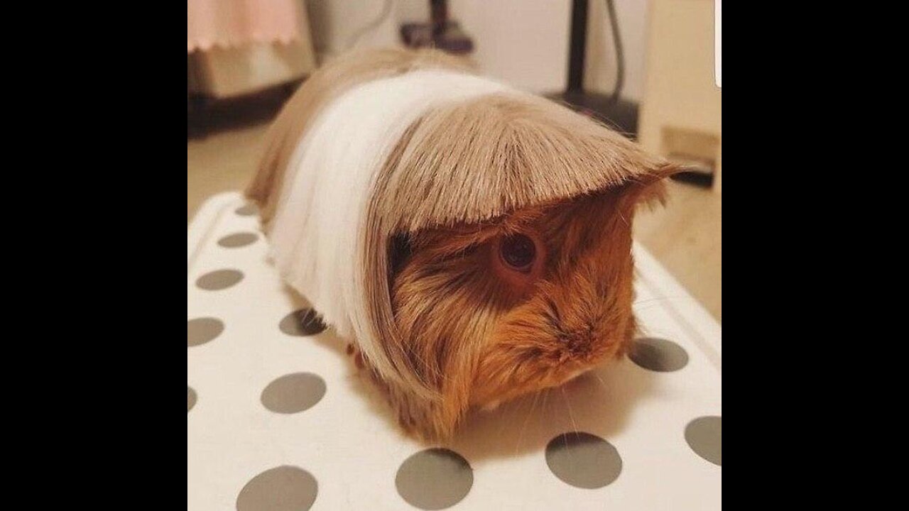 Funny And Cute Guinea Pig Videos