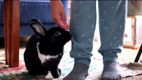 How Rabbits Choose Their Favorite Person