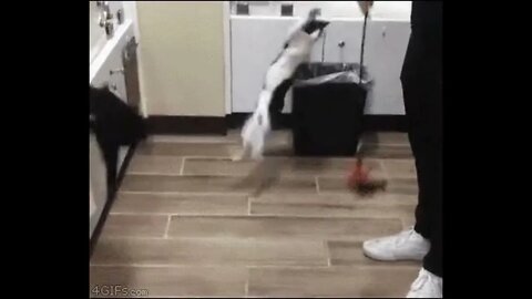 A cat, throwing itself in the trash.