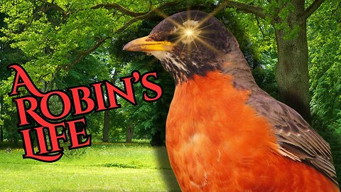 THE LIFE OF A ROBIN #robin🐦