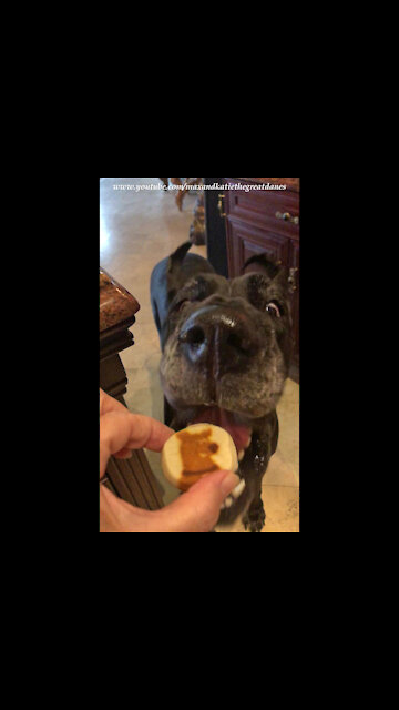 Funny Great Dane Swipes Scooby Snack Cookie
