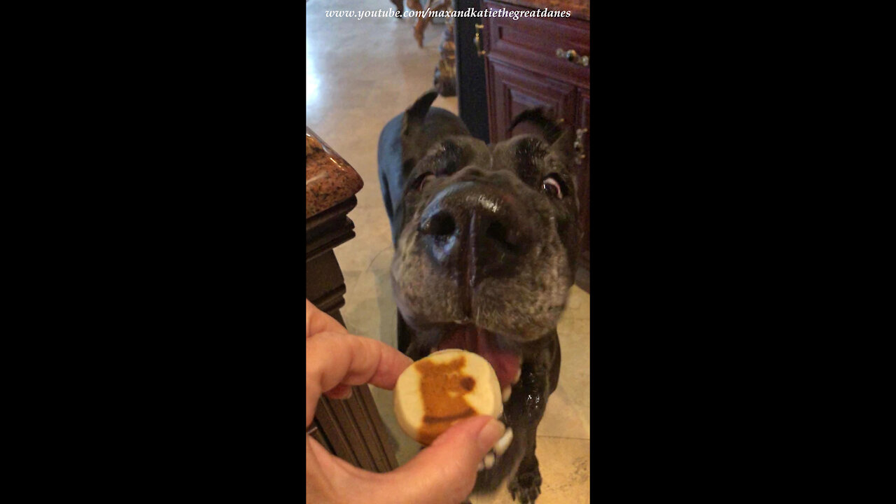 Funny Great Dane Swipes Scooby Snack Cookie