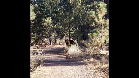 Bear at Taylor Creek