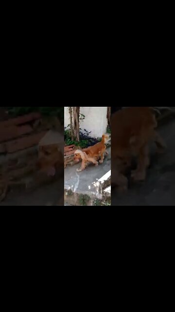 #dogshow , #animals , #dog , ,#shorts