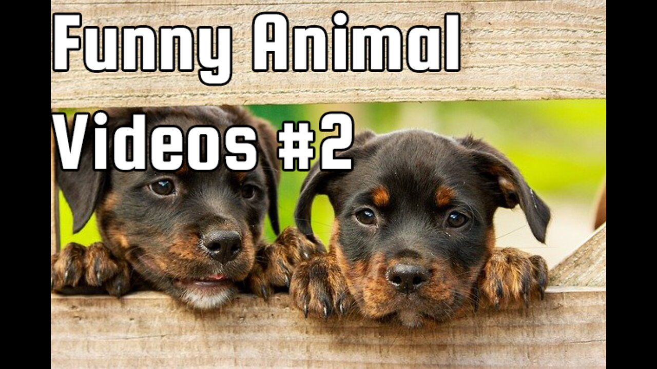 Best Funny Animal Videos #2 😂 Funniest 😻 Cats and 🐶 Dogs