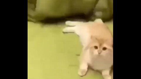 cute cat baby funny cat baby laughing