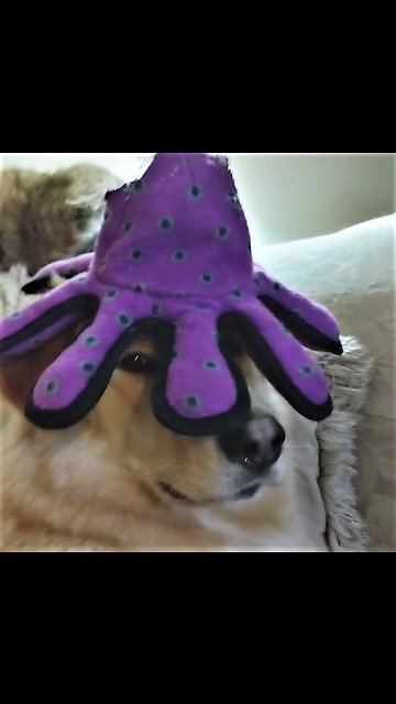 Family dog is seriously unimpressed with new head gear