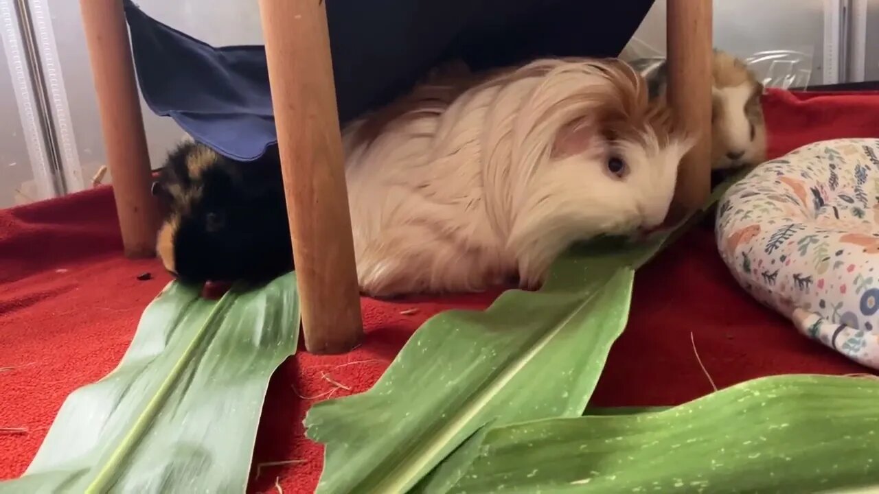 Guinea pigs eating fresh leaves 🍃