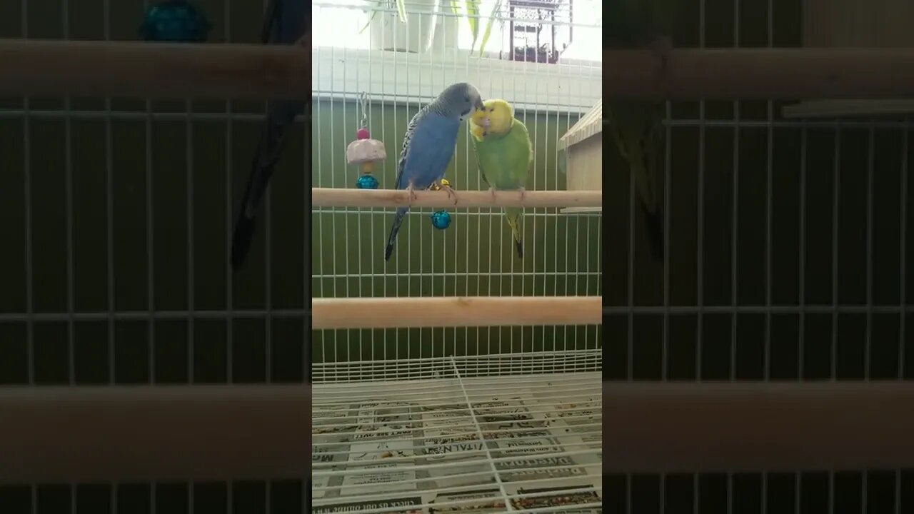 Budgie Preening His Mate Too Cute 💗💛 #shorts #youtubeshorts #budgies #funny #parakeets #parrots